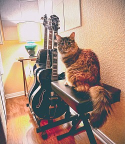 Studio Cat